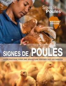 Poules afrique